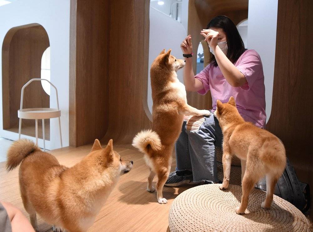 “520”猫狗热:比起爱情,更想给宠物花钱? “520”猫狗热:比起爱情,更想给宠物花钱?