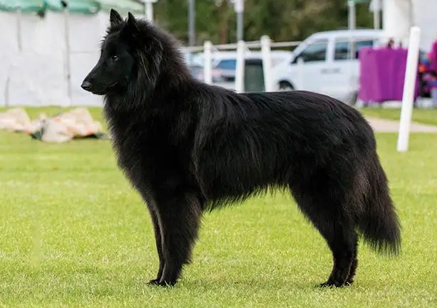 比利时牧羊犬握手训练教程，大家清楚吗？