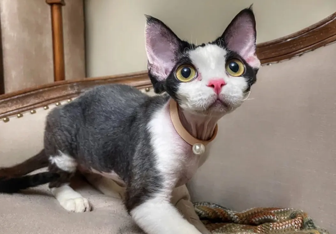 德文卷毛猫不会用猫砂,你得用这些方法教它! 德文卷毛猫不会用猫砂,你得用这些方法教它!