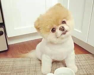 号称全球最可爱的博美狗Boo.png