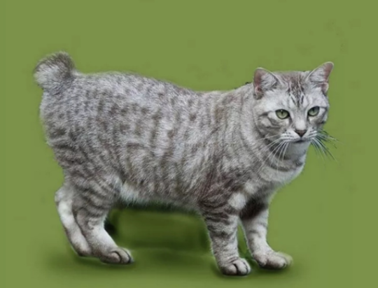 训练美国短尾猫不咬人,一点也不复杂! 训练美国短尾猫不咬人,一点也不复杂!
