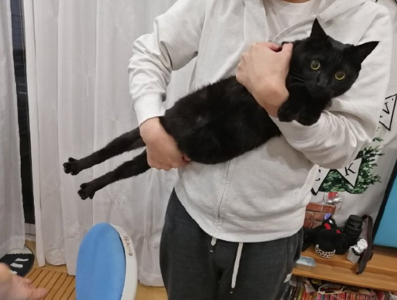 橘猫:我脖子以下全是腿!快来get腿超长的橘猫吧 橘猫:我脖子以下全是腿!快来get腿超长的橘猫吧