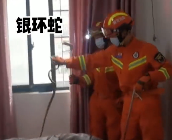 惊!!!男子睡梦中被银环蛇缠脚误以为皮带 惊!!!男子睡梦中被银环蛇缠脚误以为皮带