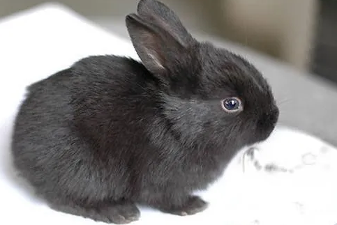 你们说，兔子只吃蔬菜能行吗？