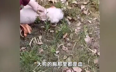 上海女子遛小狗不牵绳,小狗还对身边大狗频繁挑衅,结果…… 上海女子遛小狗不牵绳,小狗还对身边大狗频繁挑衅,结果……