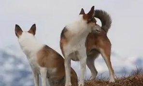 这样训练挪威伦德猎犬才有用！