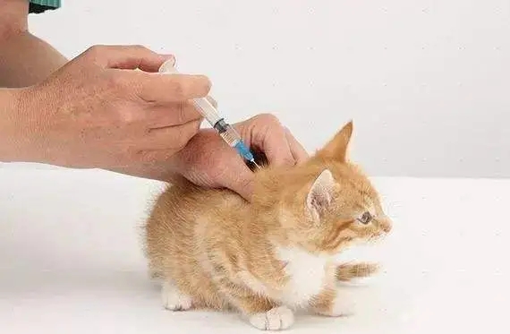 小猫几个月打第一针疫苗.jpg