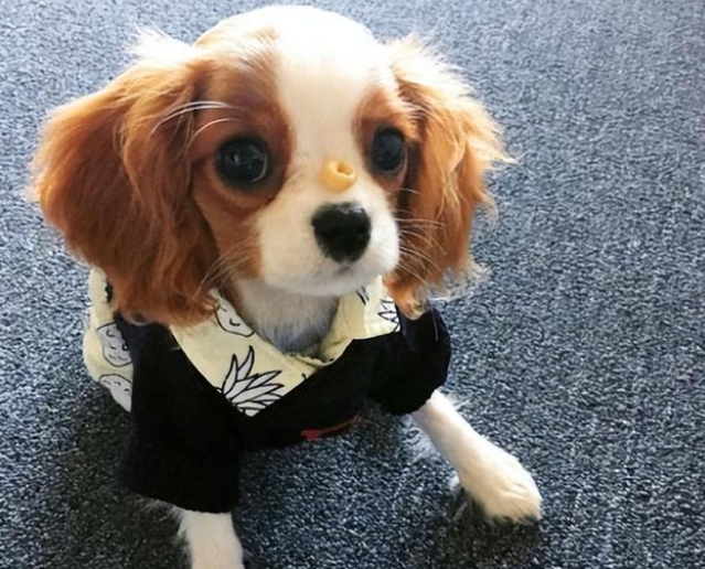 为何“查理王小猎犬”这么受追捧?网友:养过就再也忘不了 为何“查理王小猎犬”这么受追捧?网友:养过就再也忘不了