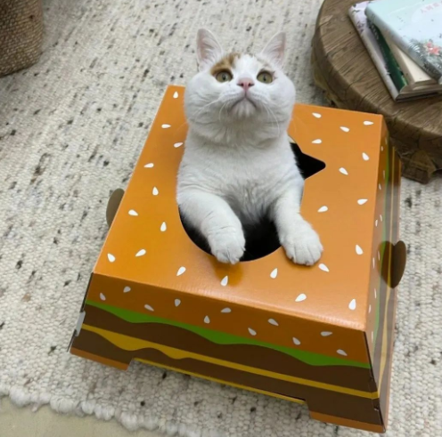 流浪猫的逆袭之路|变成了京城阔少，还住上了大别墅！