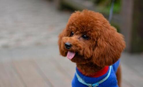 泰迪犬生狗狗的时候，主人要帮忙吗