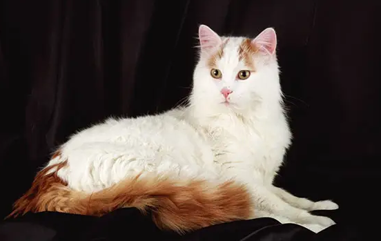 训练土耳其梵猫听话，试试这5个方法