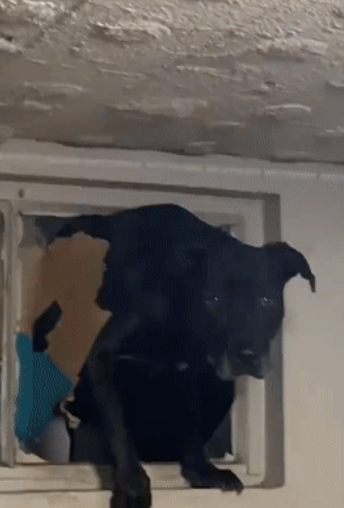 狗狗犯错被抓包的反应...这是想笑死主人就不用挨骂了嘛？