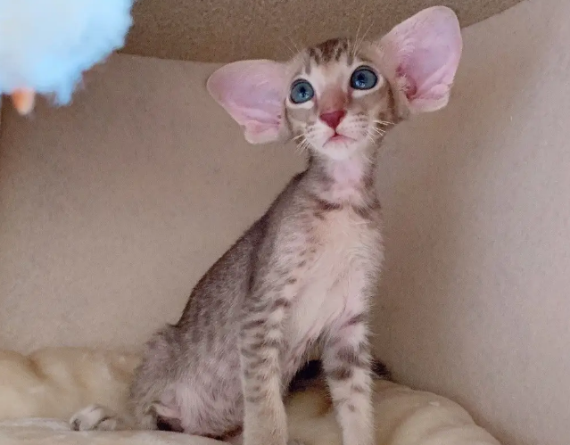 训练东方短毛猫睡在固定地方的方法,主人一定要学会! 训练东方短毛猫睡在固定地方的方法,主人一定要学会!