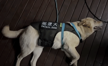 捡了个狗子,意外帮它找了份公务员工作,网友酸了:可以捡我吗? 捡了个狗子,意外帮它找了份公务员工作,网友酸了:可以捡我吗?