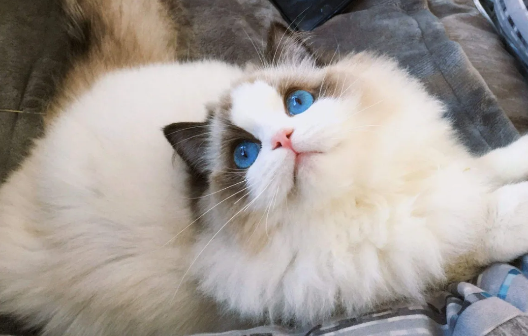 训练布偶猫用猫抓板的方法,你学会了吗? 训练布偶猫用猫抓板的方法,你学会了吗?
