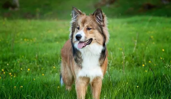 训练冰岛牧羊犬拒食,这些你做到位了吗? 训练冰岛牧羊犬拒食,这些你做到位了吗?