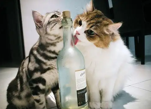 猫咪喝酒后多长时间会酒醒