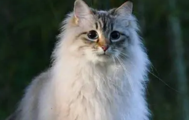 训练西伯利亚猫装死的方法是什么?不知道的来看一下吧~ 训练西伯利亚猫装死的方法是什么?不知道的来看一下吧~