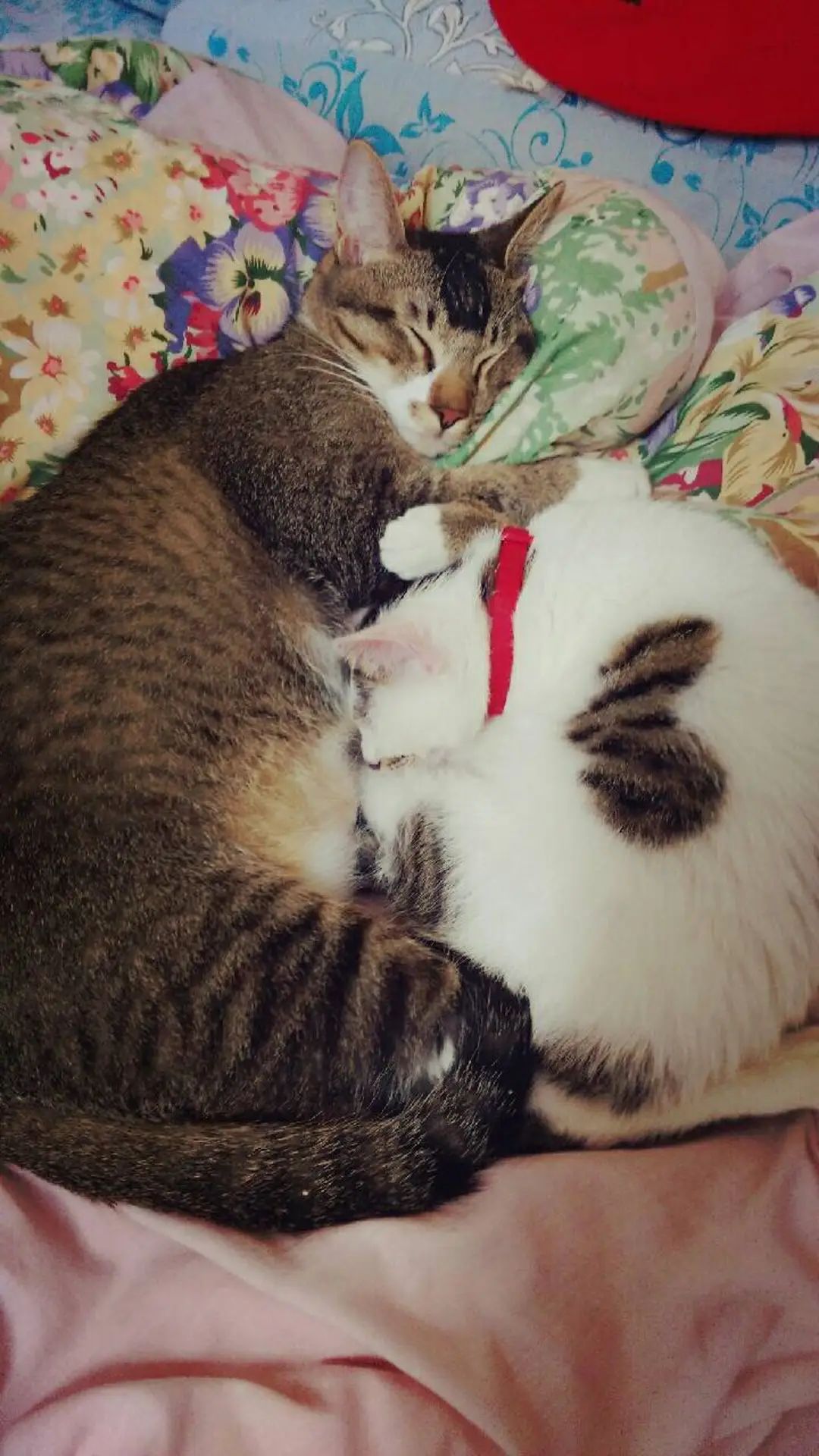 网友救下险些被人渣吃的小猫,没想到五年后,网友和猫都... 网友救下险些被人渣吃的小猫,没想到五年后,网友和猫都...