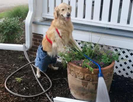 上辈子绝对是人!黄金猎犬成精了,读书打牌做园艺样样精通 上辈子绝对是人!黄金猎犬成精了,读书打牌做园艺样样精通