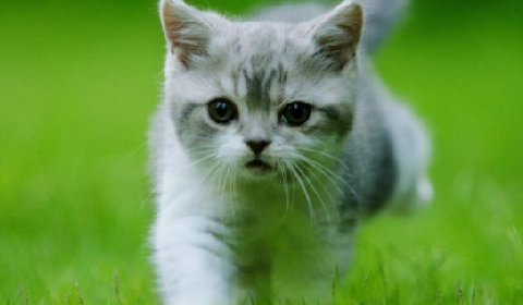 猫咪子宫蓄脓的症状是什么.png