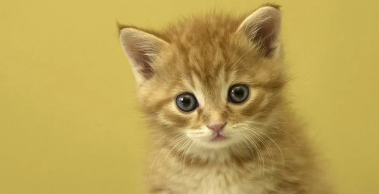 猫咪突然全身抽搐四脚乱蹬怎么办