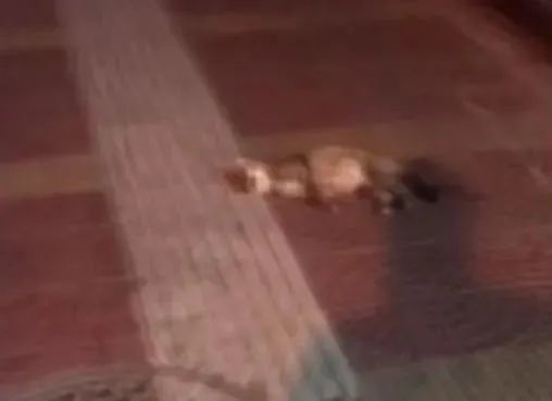 残忍!住户从3楼扔下幼猫称:“我家猫多,扔下去一只咋的!” 残忍!住户从3楼扔下幼猫称:“我家猫多,扔下去一只咋的!”