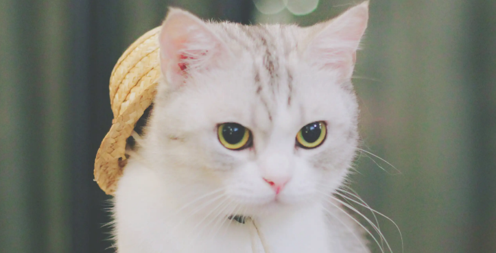 折耳猫耳朵里有黑泥是生病了吗？不清楚的快来看看！