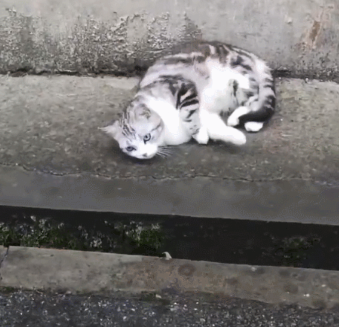 “我在回家路上捡到一只猫，竟是袁爷爷养的猫！”