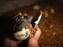 鳄龟蛋孵化要多久?可以来这了解了解.jpg 鳄龟蛋孵化要多久?可以来这了解了解.jpg