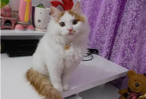 调教犯错的土耳其梵猫,大家要了解这4个方法! 调教犯错的土耳其梵猫,大家要了解这4个方法!
