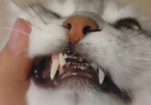 猫有口臭有口水是什么原因 猫有口臭有口水是什么原因