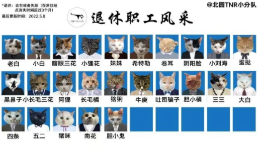 四川大学上百只流浪猫的证件照走红网络，幕后的故事居然这么劲爆！
