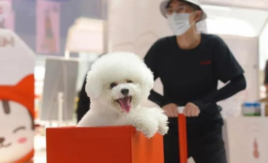 为什么经济越差，宠物经济越火？