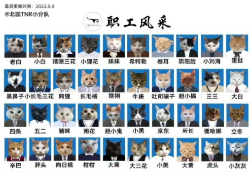 四川大学上百只流浪猫的证件照走红网络，幕后的故事居然这么劲爆！