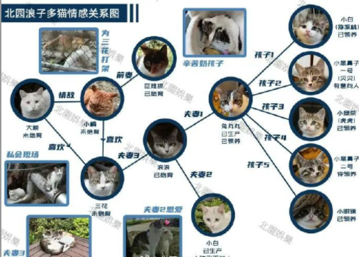 四川大学上百只流浪猫的证件照走红网络，幕后的故事居然这么劲爆！