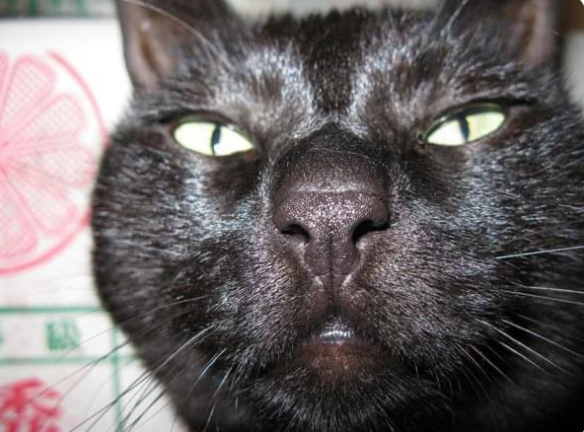 给猫拍了一组照片,猫看后瞪着眼骂了三天... 给猫拍了一组照片,猫看后瞪着眼骂了三天...