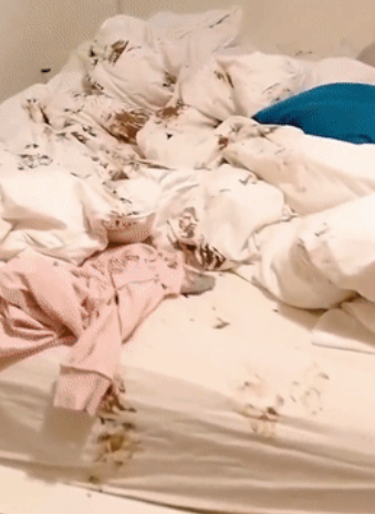 狗狗犯错被抓包的反应...这是想笑死主人就不用挨骂了嘛？