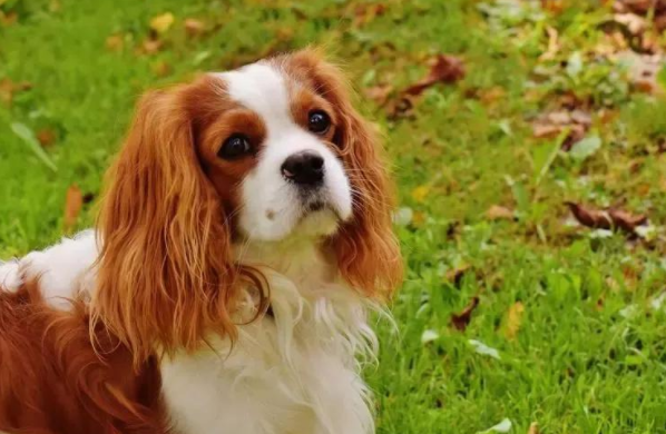 难道是语言不通导致骑士查理士王小猎犬只能选择单身吗? 难道是语言不通导致骑士查理士王小猎犬只能选择单身吗?