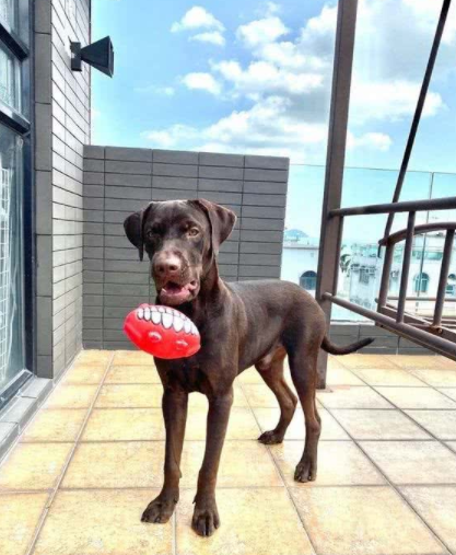 拉布拉多犬咬家具被丢弃，狗狗到新家后又咬充电线，结果再次被弃养
