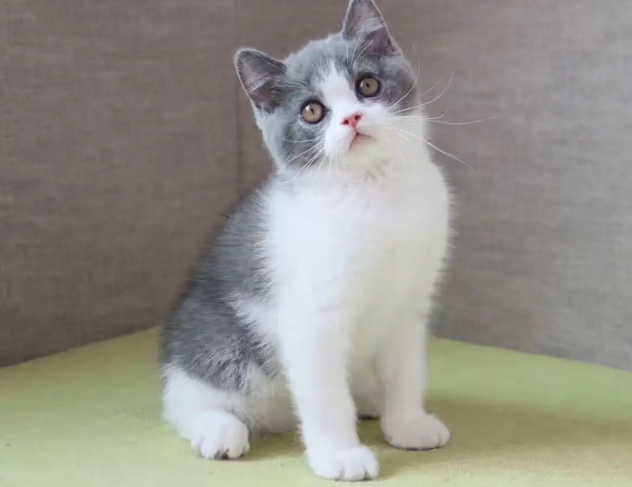 训练英国短毛猫不咬人,很有必要! 训练英国短毛猫不咬人,很有必要!