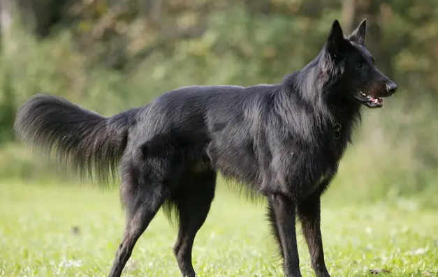 比利时牧羊犬握手训练教程，大家清楚吗？