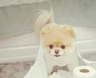 号称全球最可爱的博美狗Boo.png