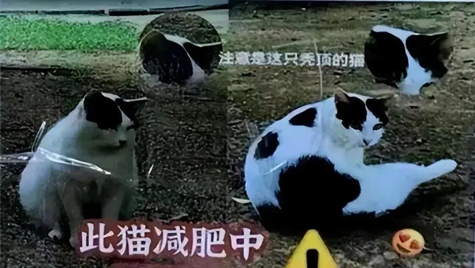 “猫猫减肥,人人有责!”猫协的一张传单让人笑到肚子疼... “猫猫减肥,人人有责!”猫协的一张传单让人笑到肚子疼...