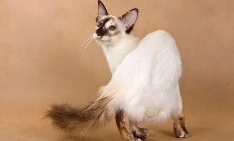 巴厘猫吃西瓜会生病吗?不知道的快来看看!.png 巴厘猫吃西瓜会生病吗?不知道的快来看看!.png