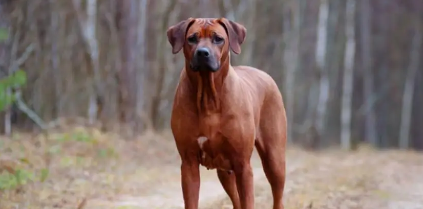 罗得西亚脊背犬什么时候开始训练最好？说了你别不信