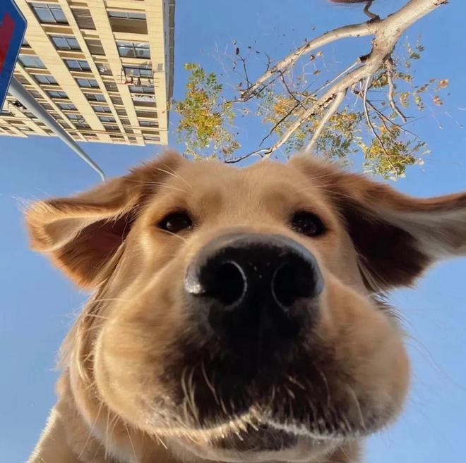 快来解锁狗狗拍照姿势,心都萌化了