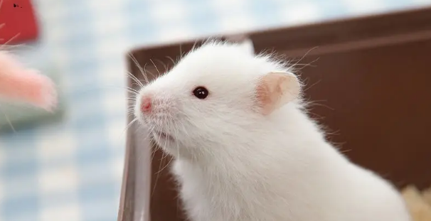 老鼠的幼崽不能碰，有人知道吗？