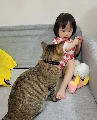 骨折小猫被丢在臭水沟,被收养一年后,小主人却哭诉:压力太大! 骨折小猫被丢在臭水沟,被收养一年后,小主人却哭诉:压力太大!