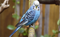 虎皮鹦鹉一般几个月可以繁殖